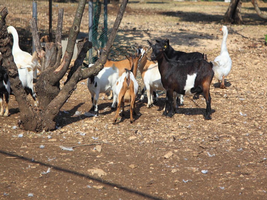 Tenuta Lama Gorga Trani Kültér fotó
